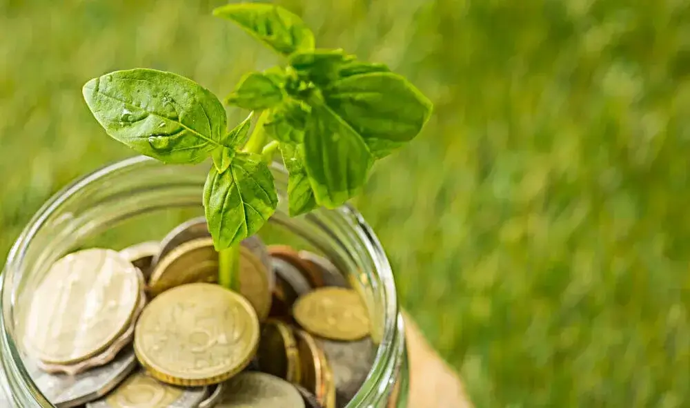 plant-growing-coins-glass-jar-money-green-grass-scaled